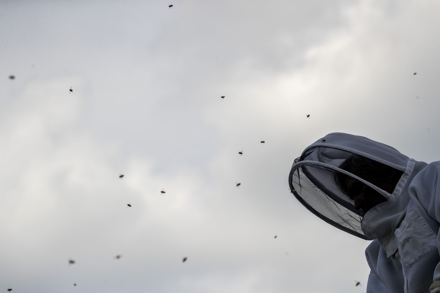 Washington Beekeepers Virus Outbreak